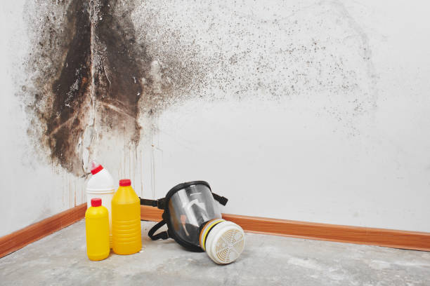 Best Commercial Mold Removal  in Lden, MA