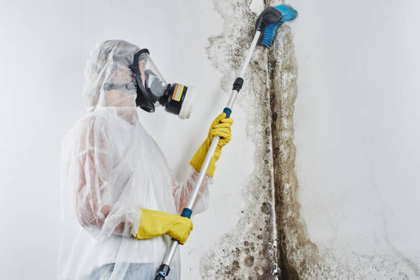Best Black Mold Removal  in Lden, MA