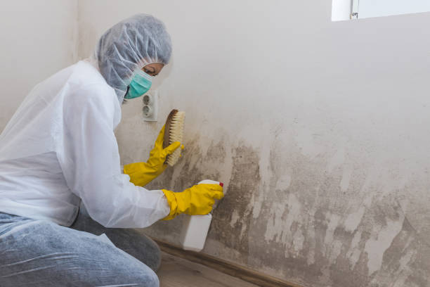 Best Mold Testing  in Lden, MA