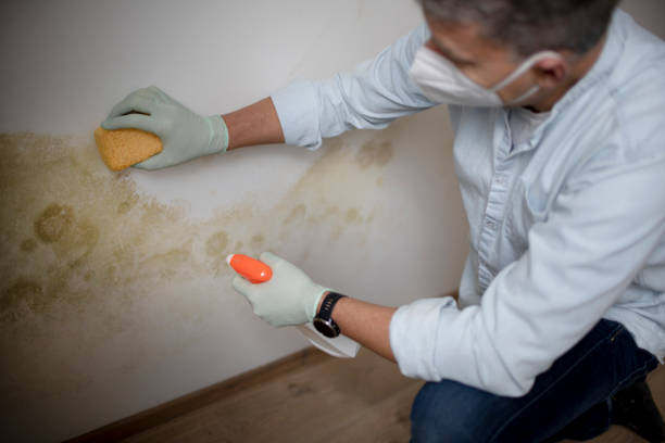Best Attic Mold Removal  in Lden, MA
