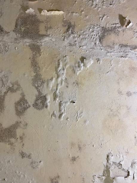 Best Toxic Mold Removal  in Lden, MA