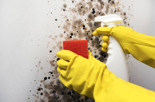 Certified Mold Removal in Malden, MA