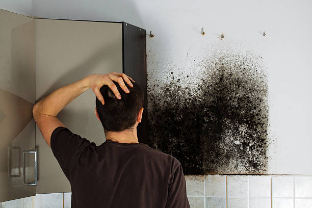 Best Mold Inspection  in Lden, MA